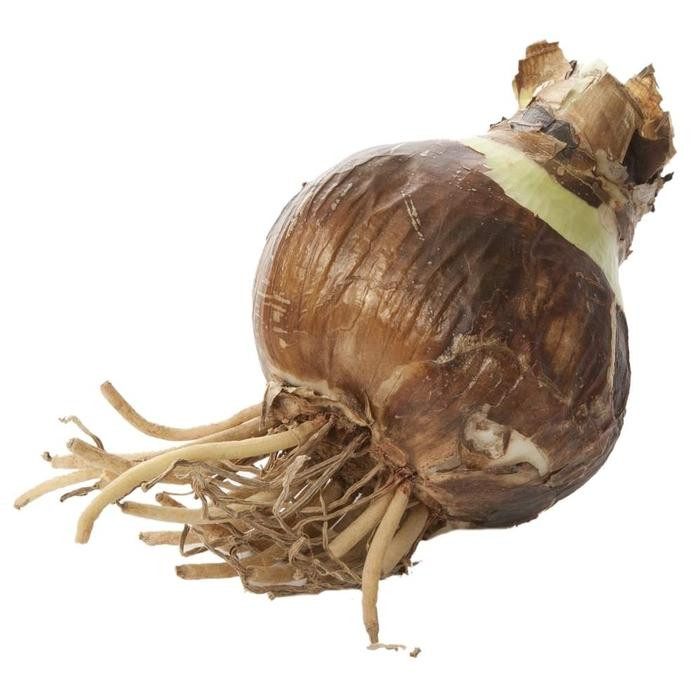 Amaryllis Single Bolero - Thumbnail 2