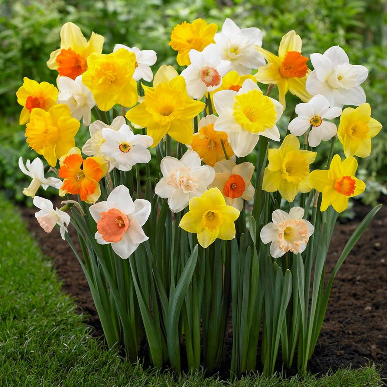 Daffodil Mix Long Lasting Mix - Bulk Offer