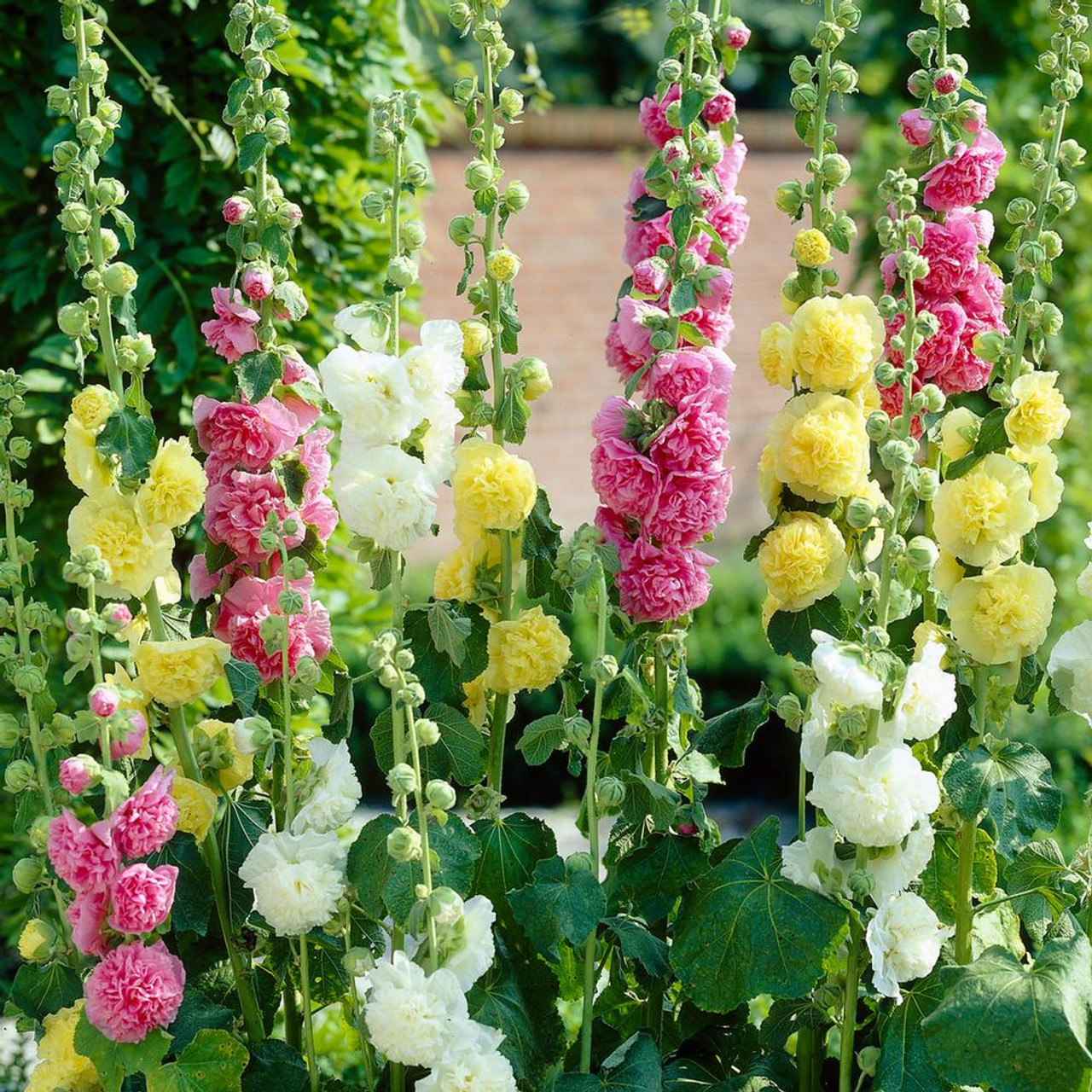 Alcea rosea - Common hollyhock  Cultivar (108909) - flowermedia