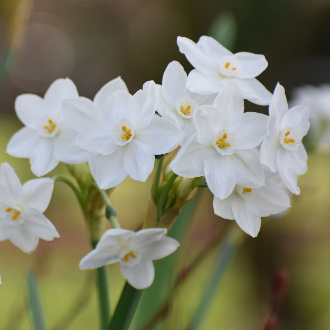 Daffodil Tazetta Nir Paperwhites - Thumbnail 2