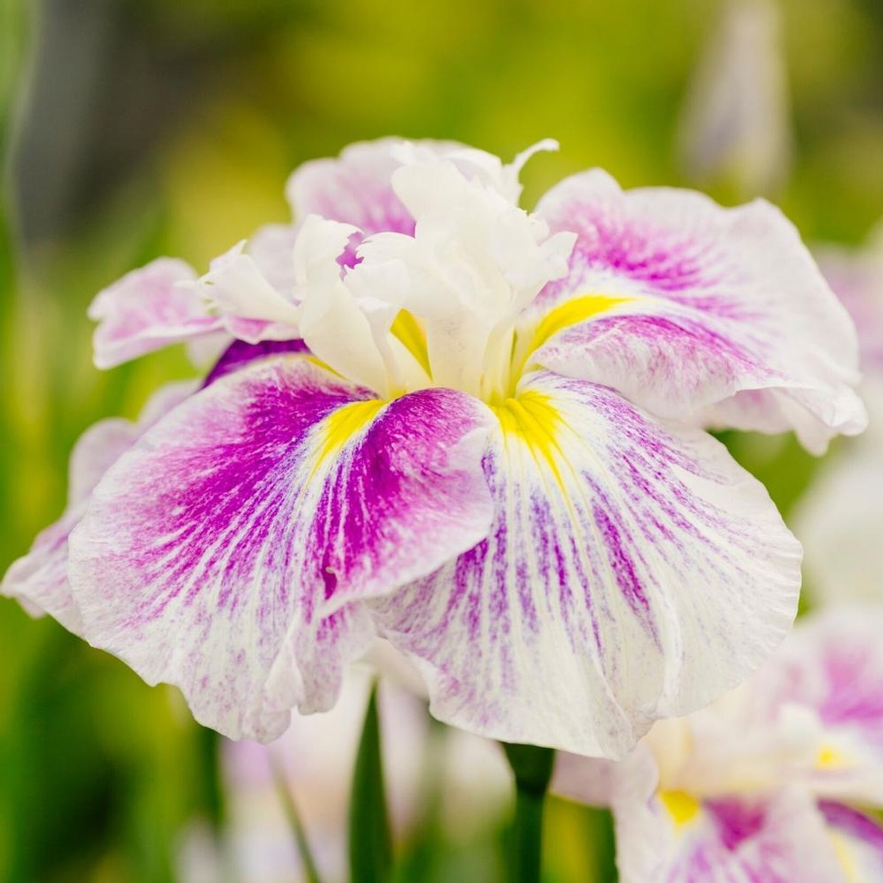 Iris Ensata Cheese Cake - 3 bare roots - Longfield Gardens