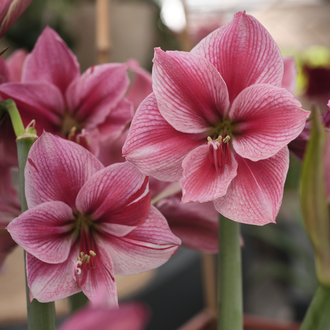 Amaryllis Single Gervase - 1 bulb - Longfield Gardens