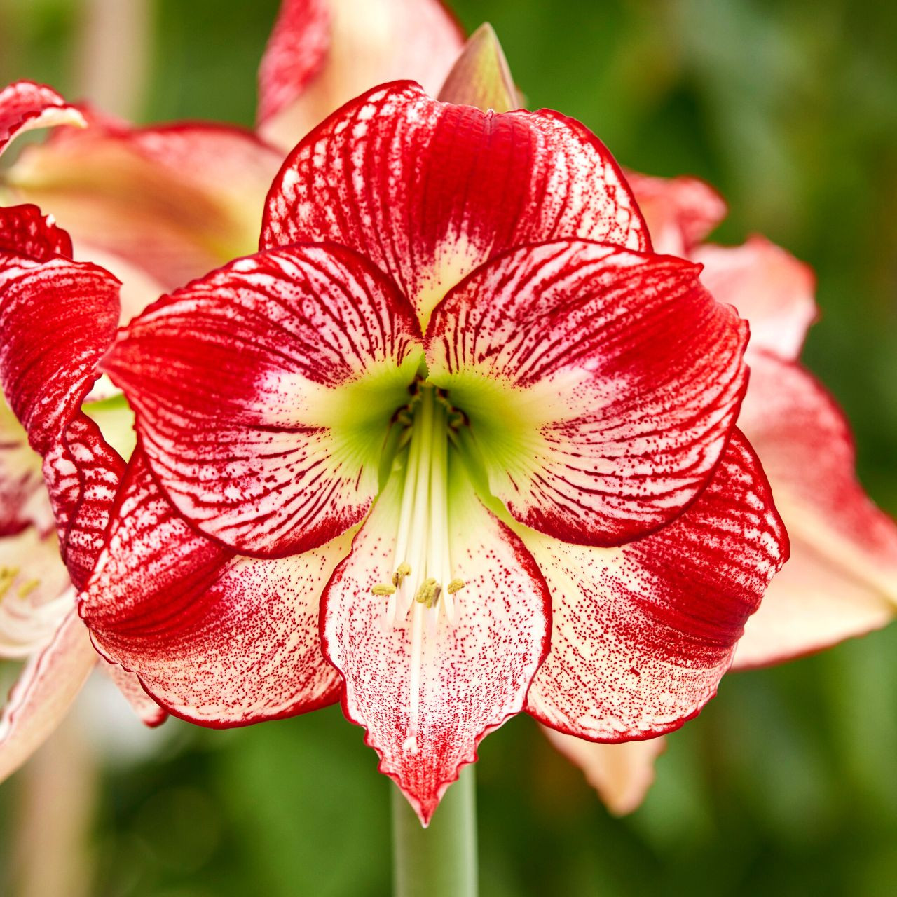 Amaryllis Single Flamenco Queen - 1 bulb - Longfield Gardens