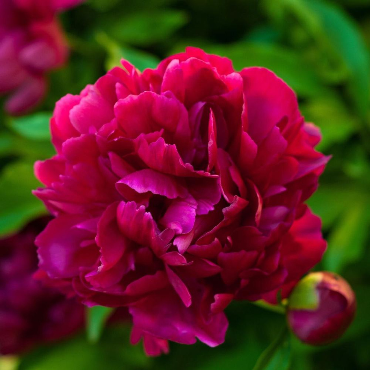 Peony Lactiflora Felix Crousse - 1 bare root - Longfield Gardens