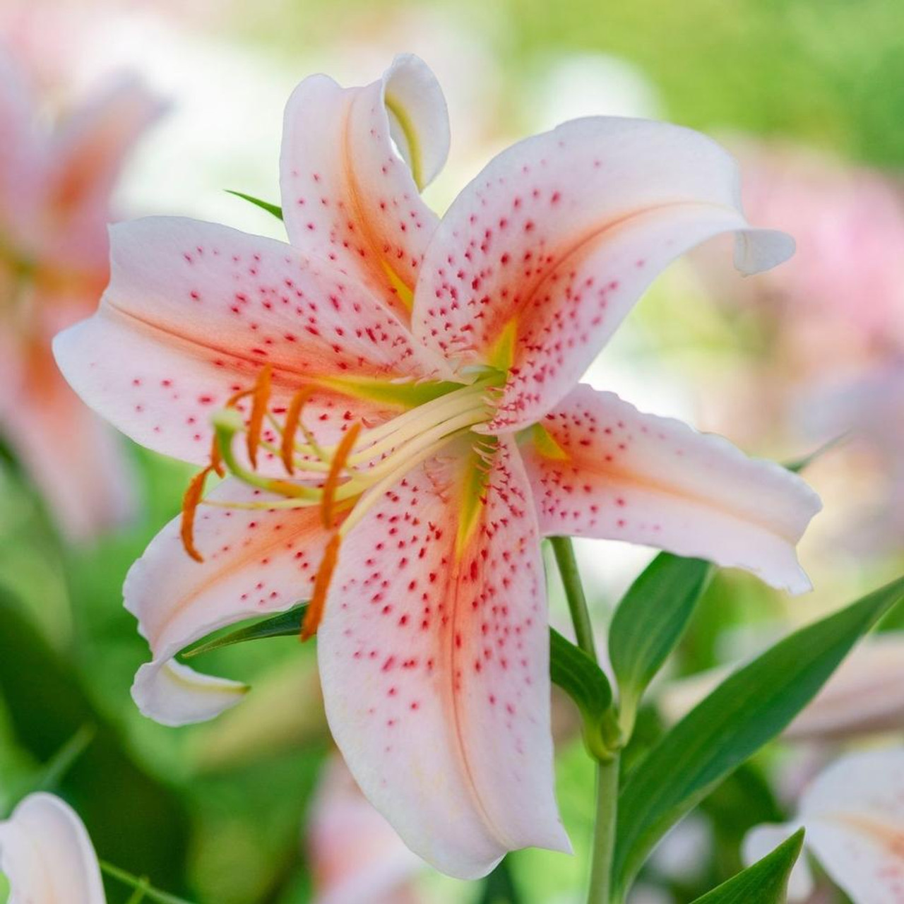 35 Types of Lilies Flowers: How To Identify Lily Flowers by Shape, Color