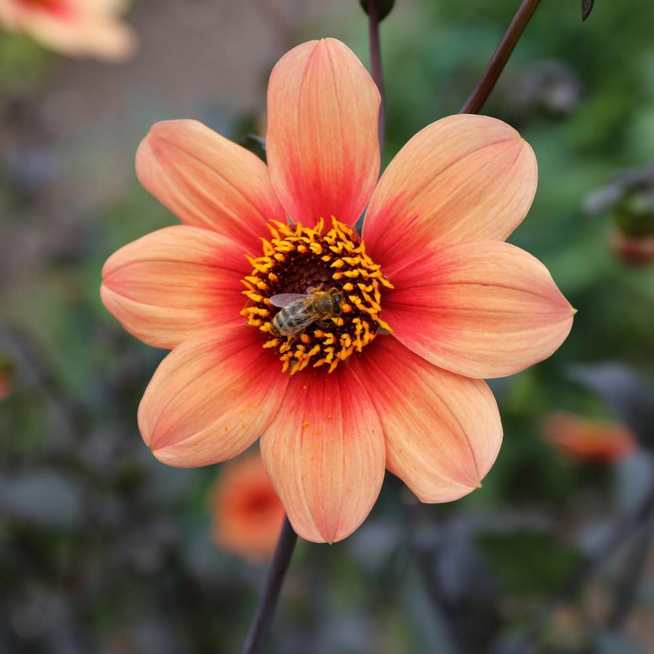 Dahlia Single HS Date - 2 tuber clumps - Longfield Gardens