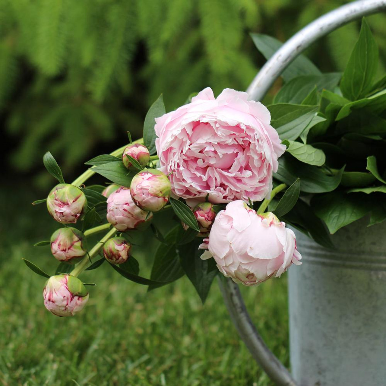 Peony Lactiflora Sarah Bernhardt - 1 bare root - Longfield Gardens