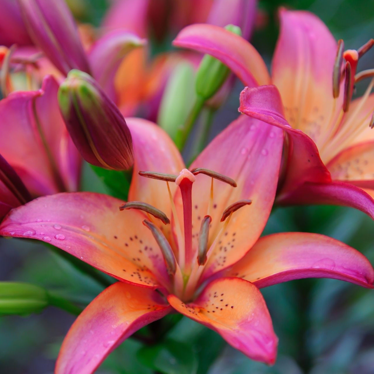 Dark Pink L.A. Hybrid Lily