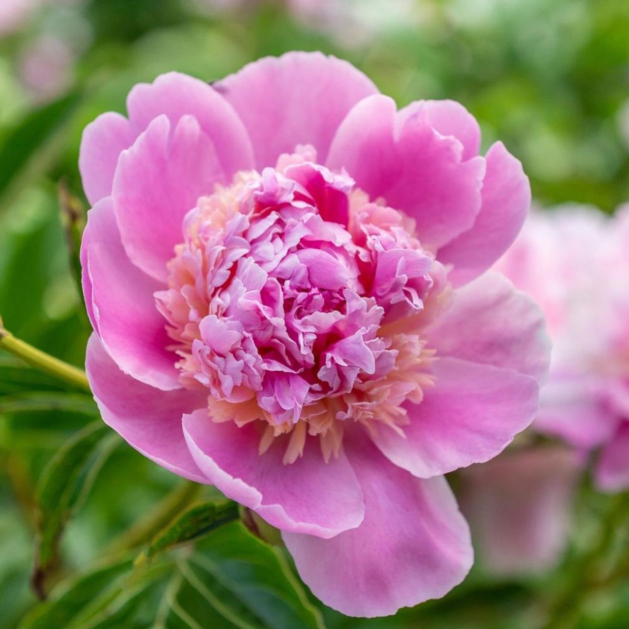 Small Pink Peony Watergarden