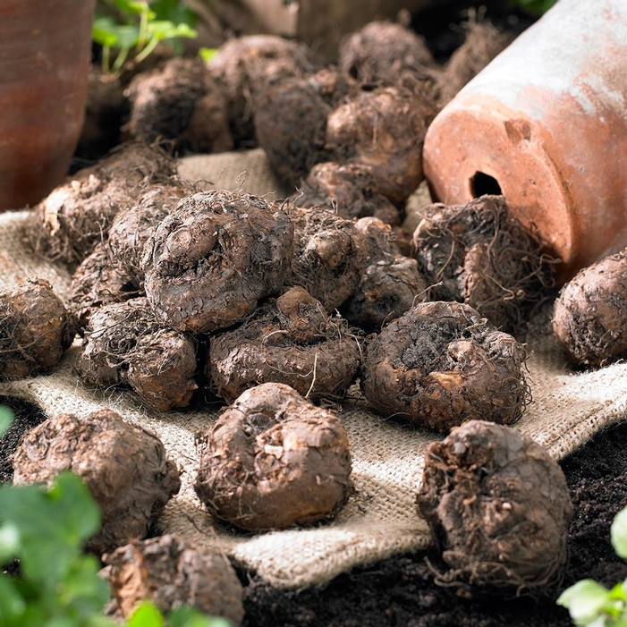 Begonia Upright Double Nonstop Apricot - 3 tubers - Longfield Gardens