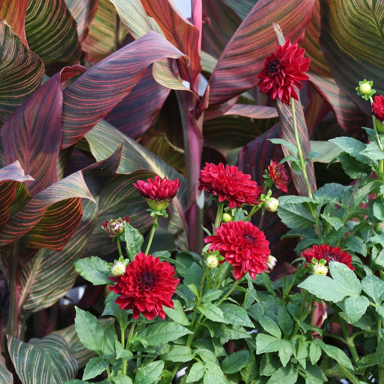 Dahlia Border Decorative Gallery Singer - 2 tuber clumps