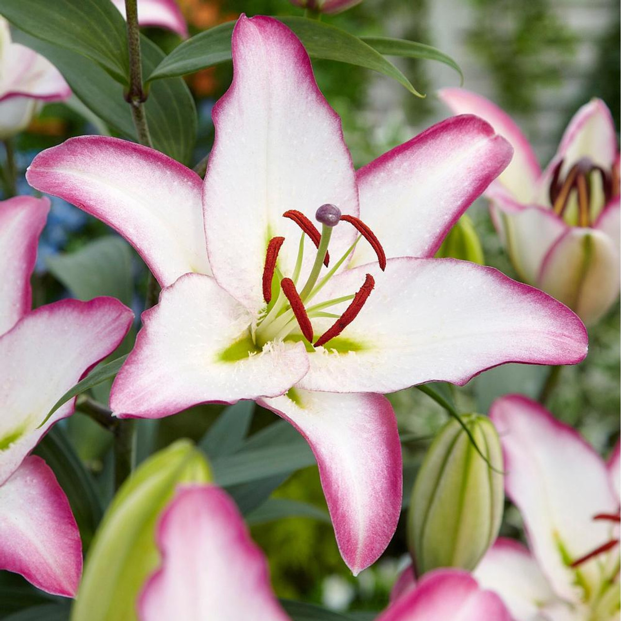 Lily Oriental Brasilia - 5 bulbs - Longfield Gardens