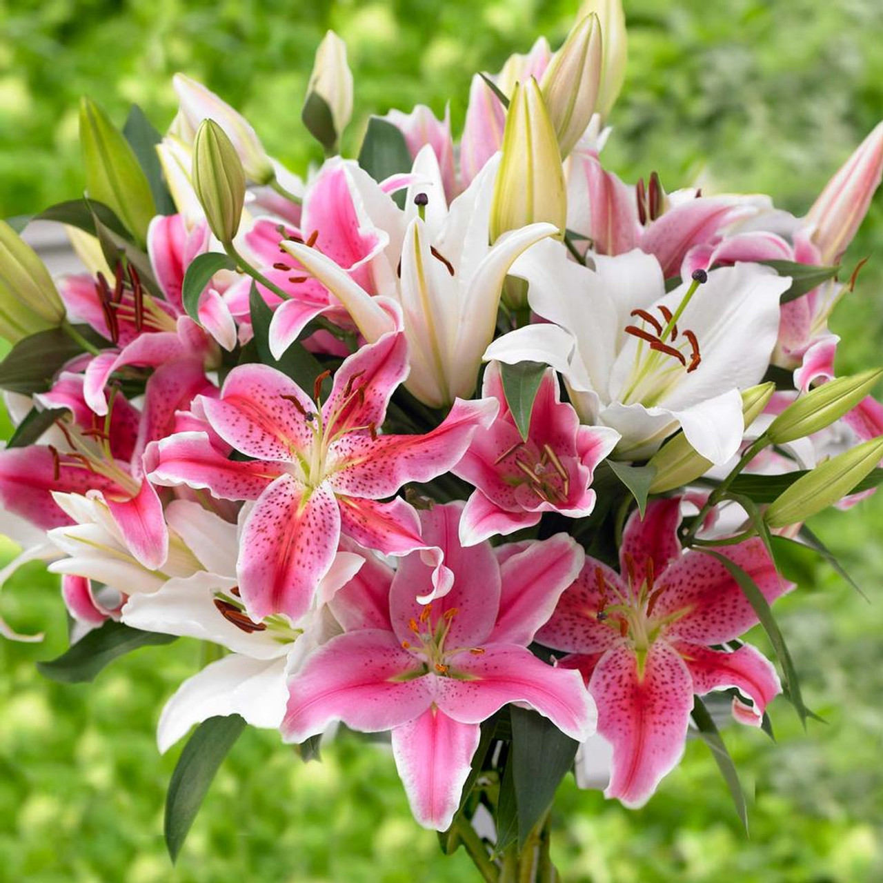 light pink oriental lily