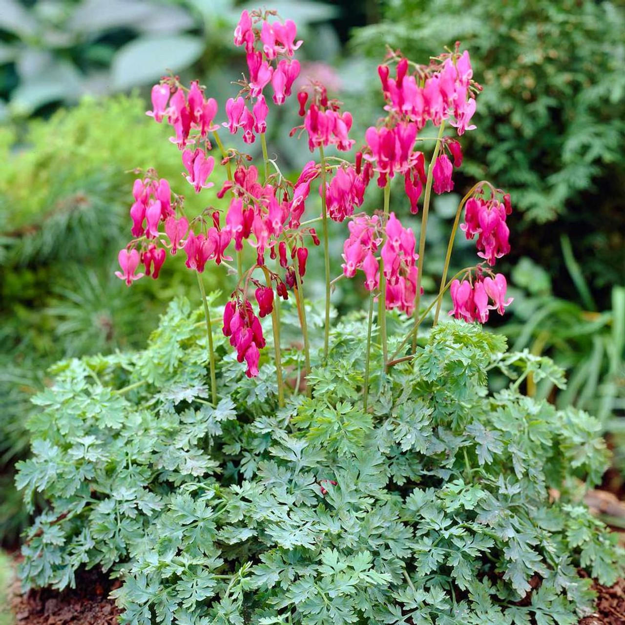 Dicentra Formosa King Hearts - 1 bare root - Longfield Gardens