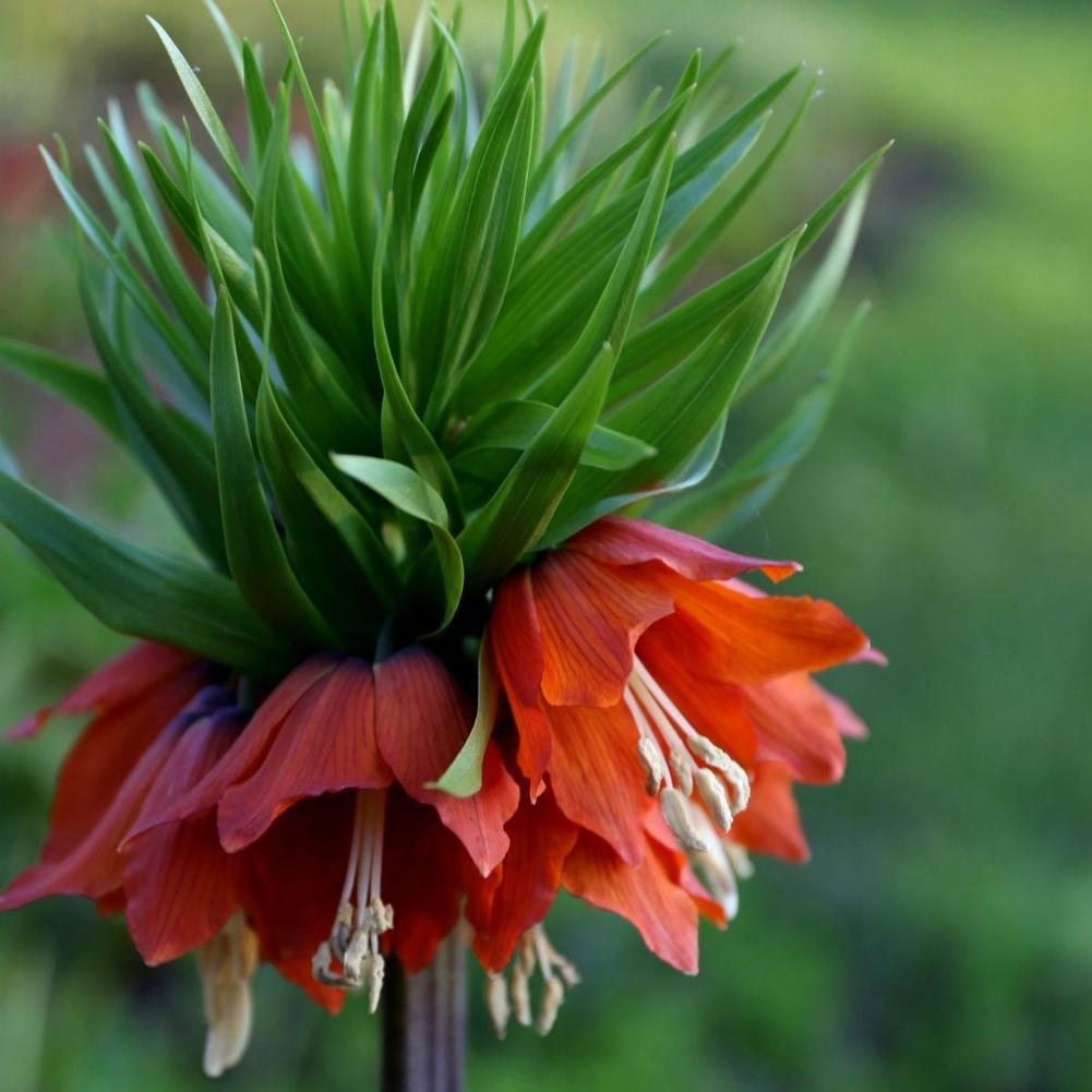 Fritillaria Rubra Maxima - Thumbnail 3