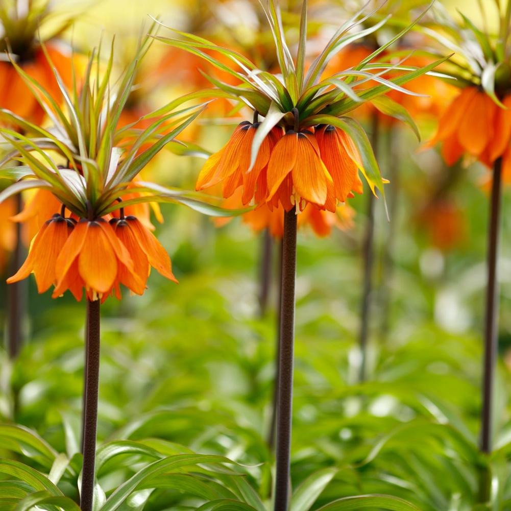 Fritillaria Rubra Maxima - Thumbnail 2