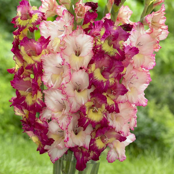 Gladiolus Large Flowering Priscilla - Thumbnail 2
