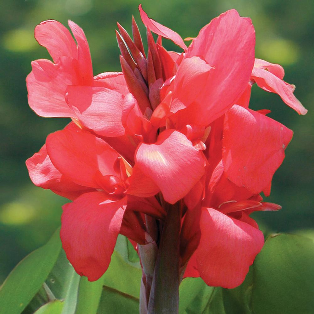 3 Red Canna Lily Indian Canna Indica Shot Bulbs Root rhizomes -  Canada