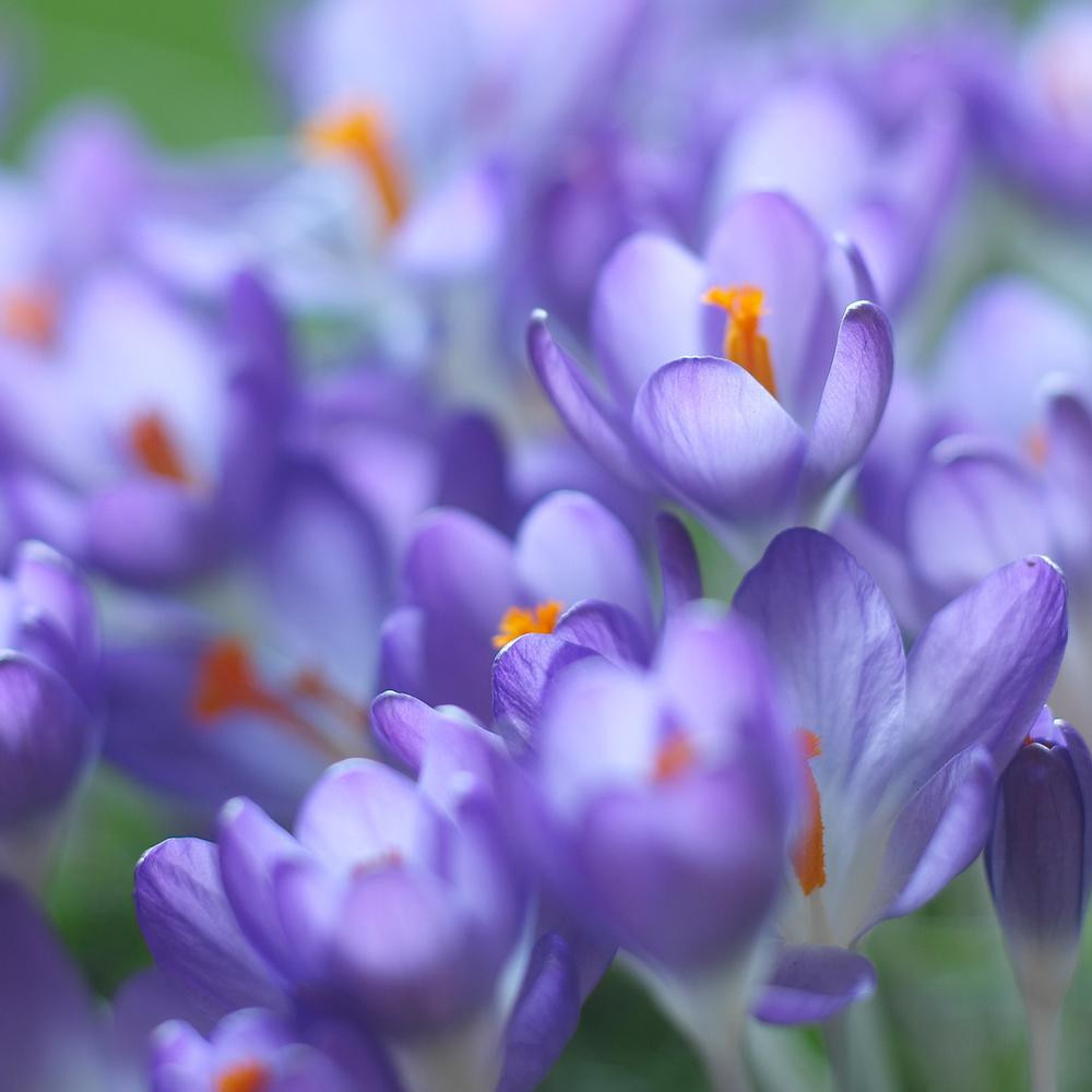 Crocus Species Firefly - Thumbnail 4