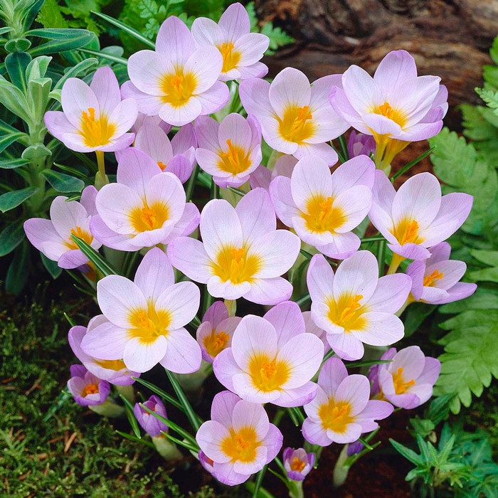 Crocus Species Firefly