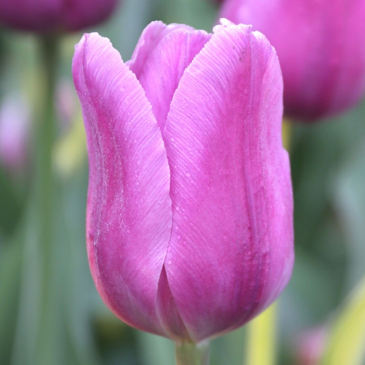 beautiful purple tulips