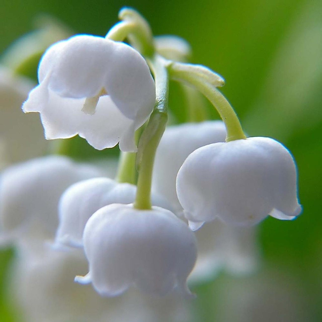 Convallaria Lily of the Valley