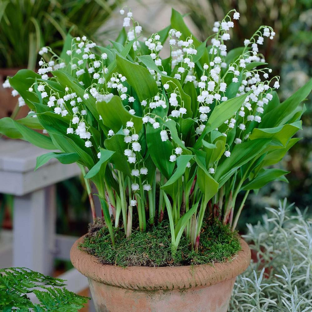 Convallaria Lily of the Valley - Thumbnail 2