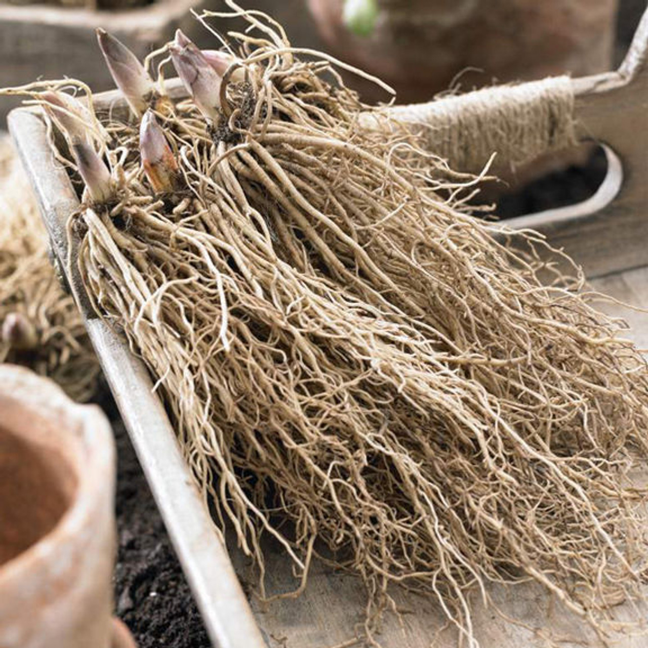 Lily of the Valley Roots