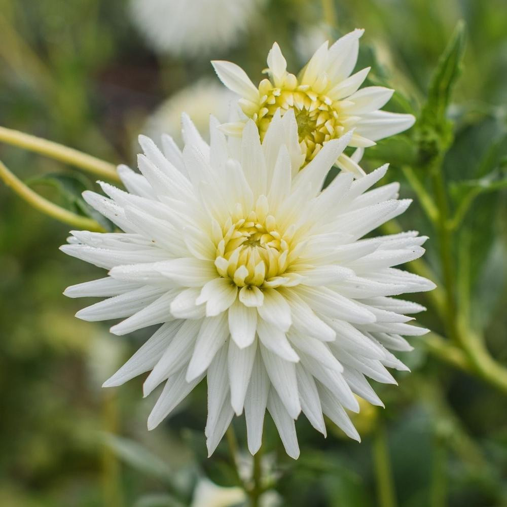 Dahlia Cactus My Love - Thumbnail 3