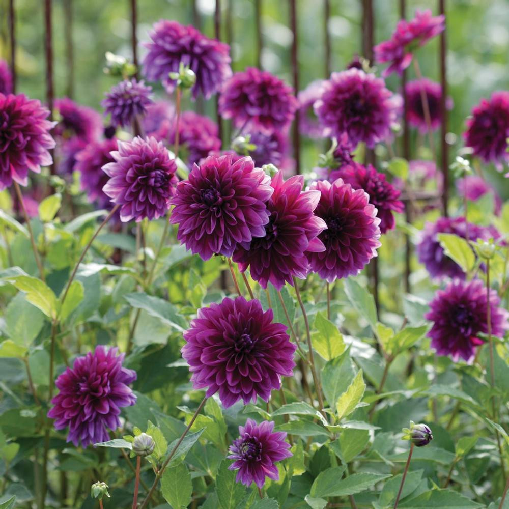 Dahlia Dinnerplate Thomas Edison - Thumbnail 2