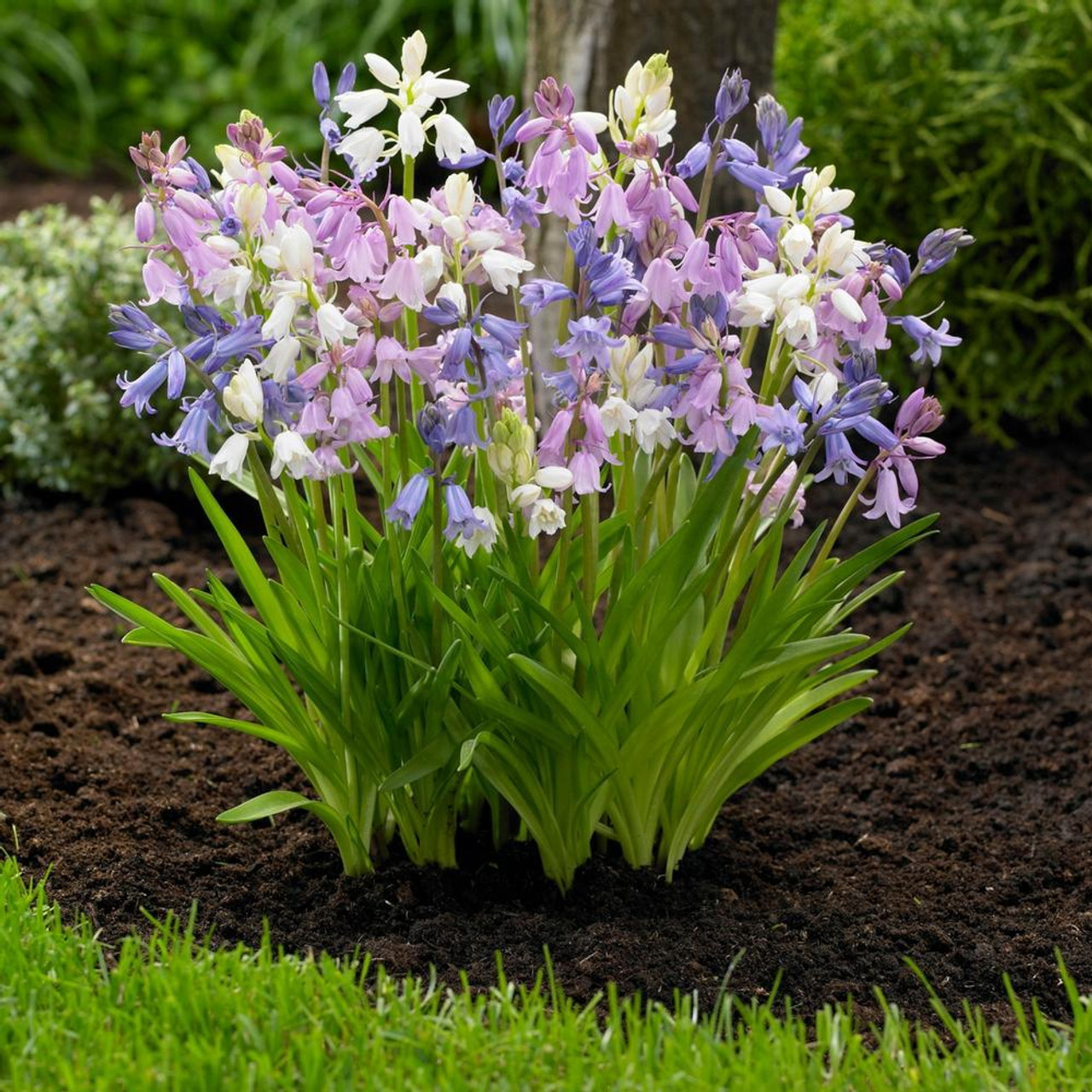 Image of Scilla and hyacinths