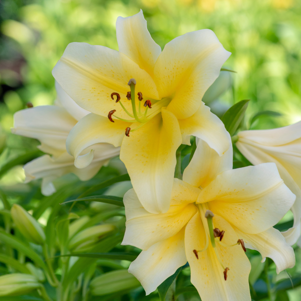 Lily Oriental Trumpet (OT) Yelloween - Thumbnail 2