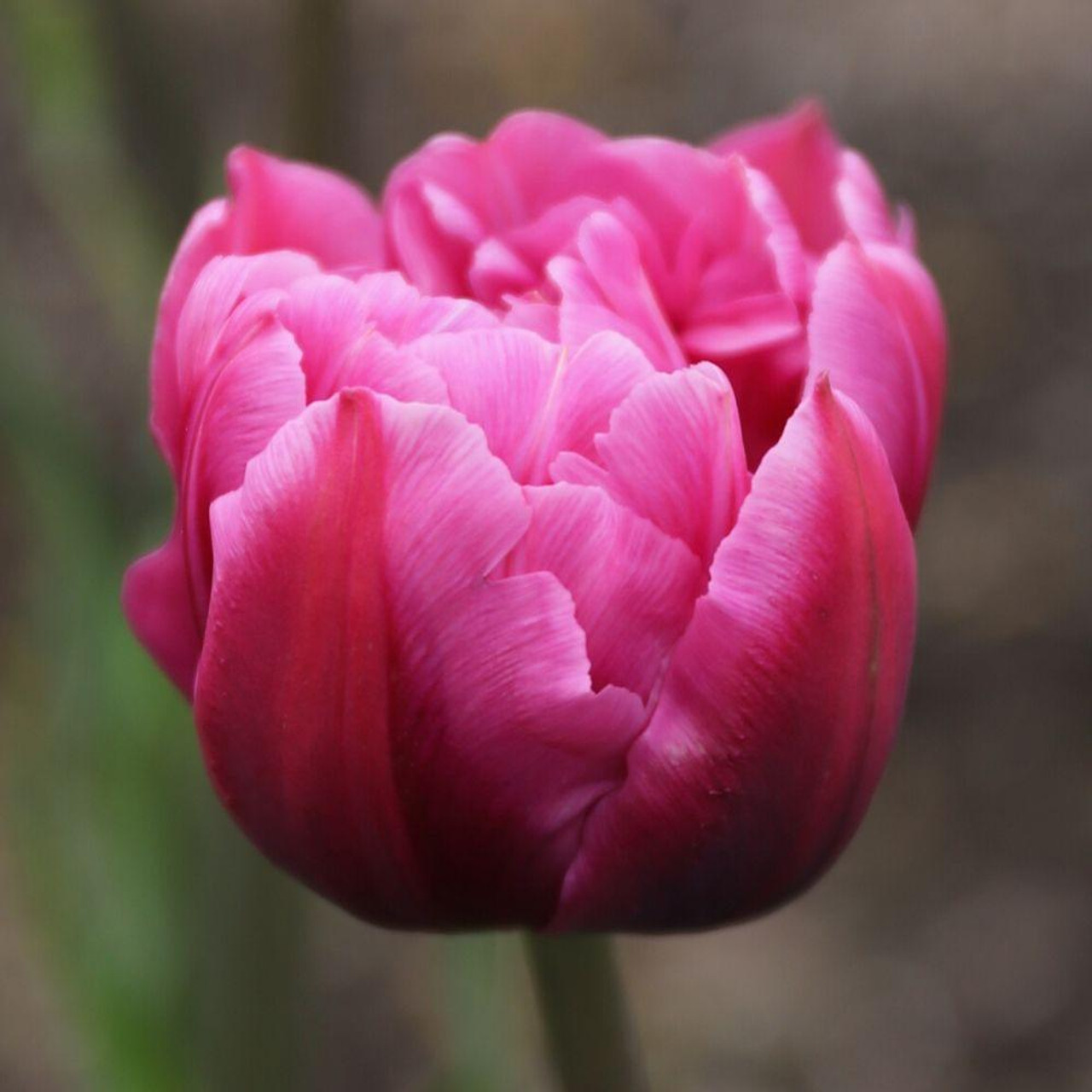 Double Score~Marguerite×Tulip~ 通常版 Amazon.co.jp: Double Score~Marguerite×Tulip~ 通常版 : Software