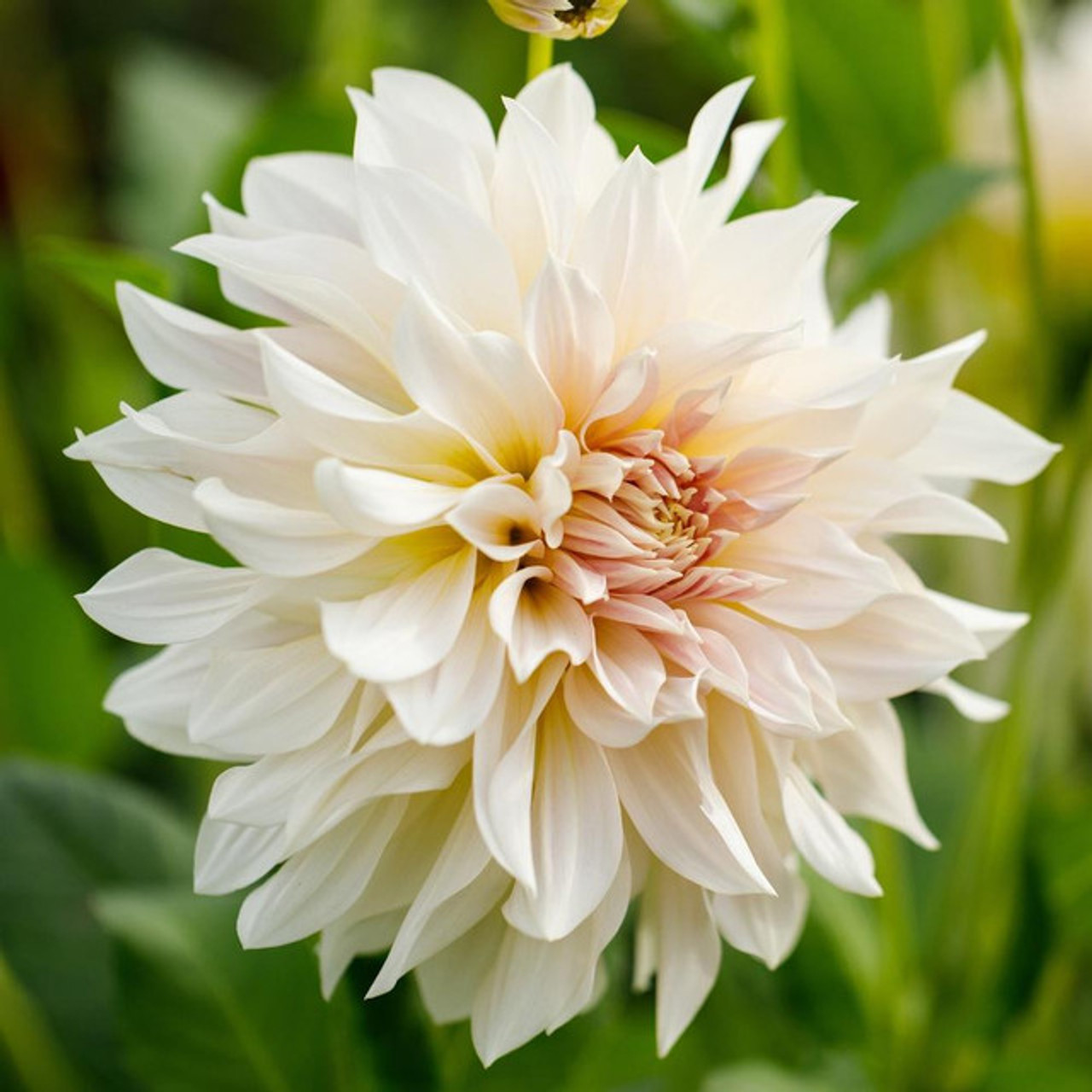 Dahlia Dinnerplate Cafe Au Lait