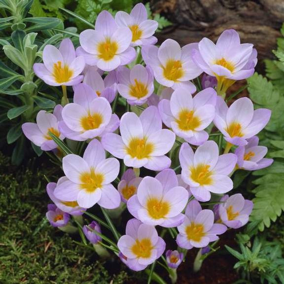 Crocus Species Miss Vain - Thumbnail 2