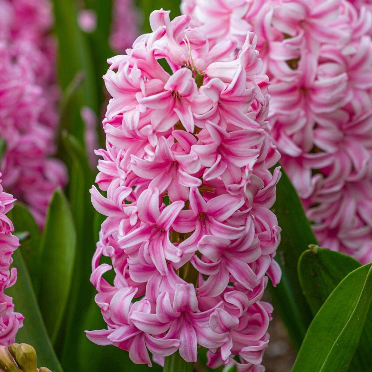 pink hyacinth