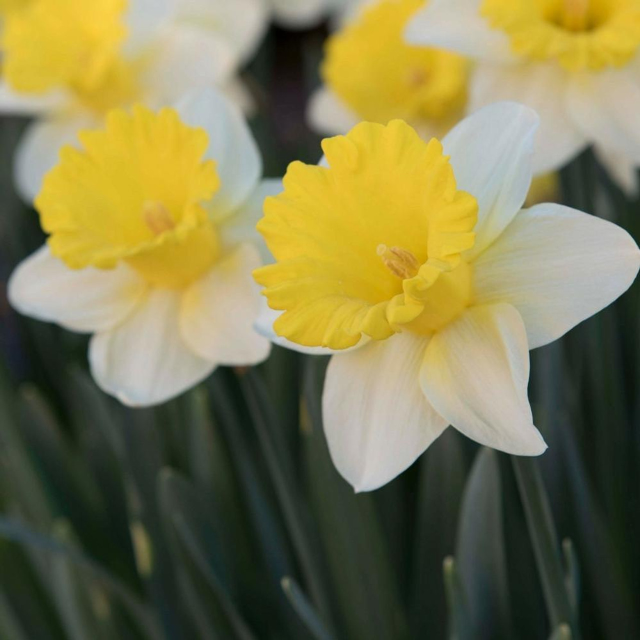 white daffodil flower