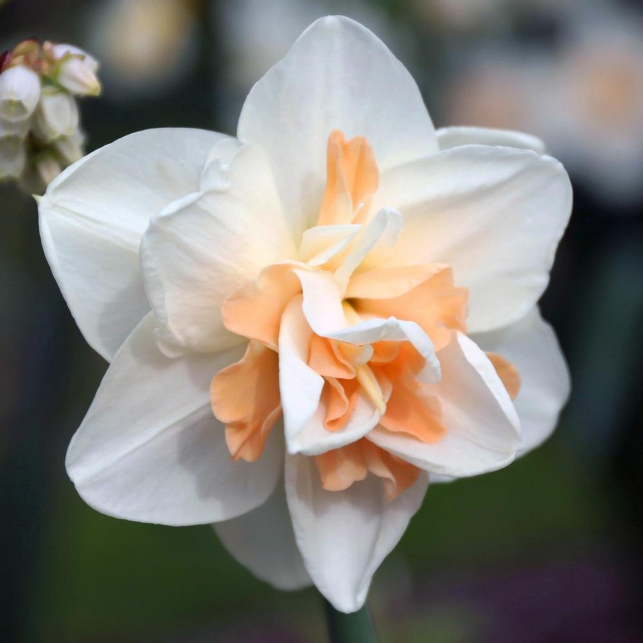 Daffodil Double Delnashaugh - 10 bulbs - Longfield Gardens