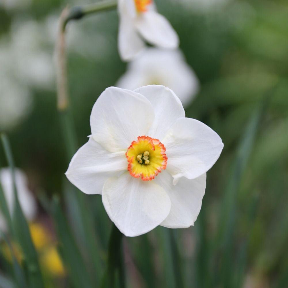 Daffodil Poeticus Actaea - Thumbnail 3