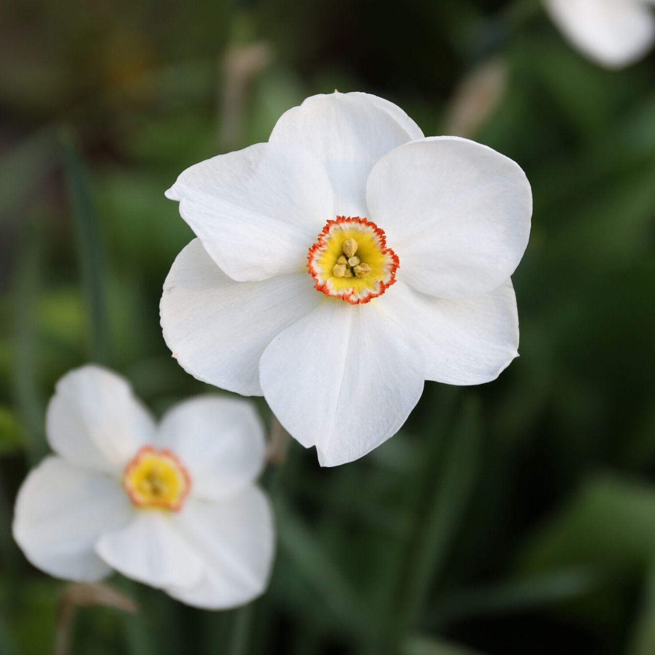 Daffodil Poeticus Actaea - Thumbnail 4