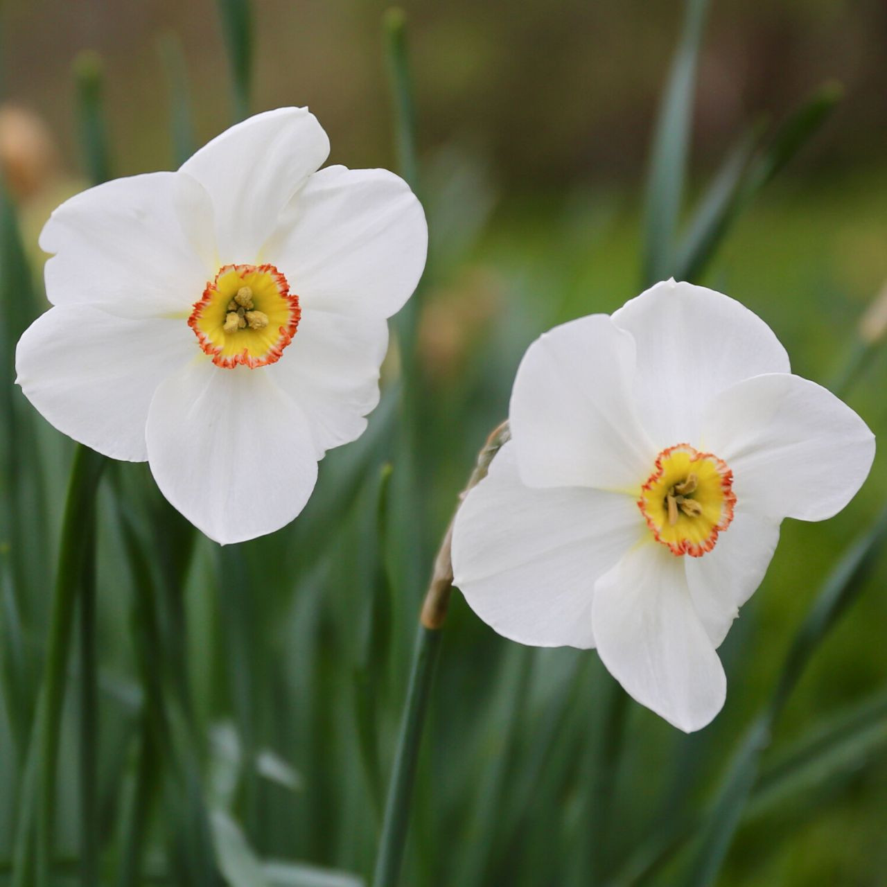 Daffodil Poeticus Actaea - Thumbnail 2