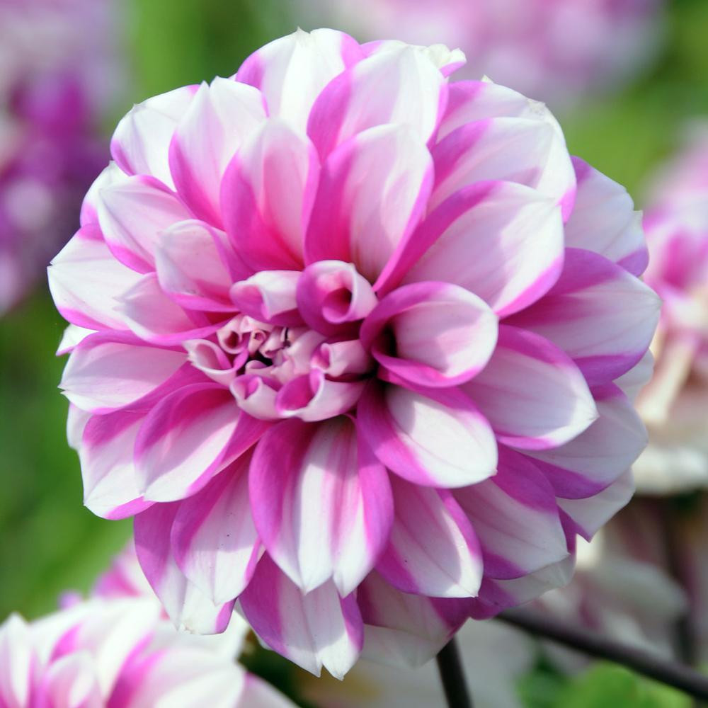 Dahlia Waterlily Priceless Pink & Serkan (4 tubers) - Thumbnail 2