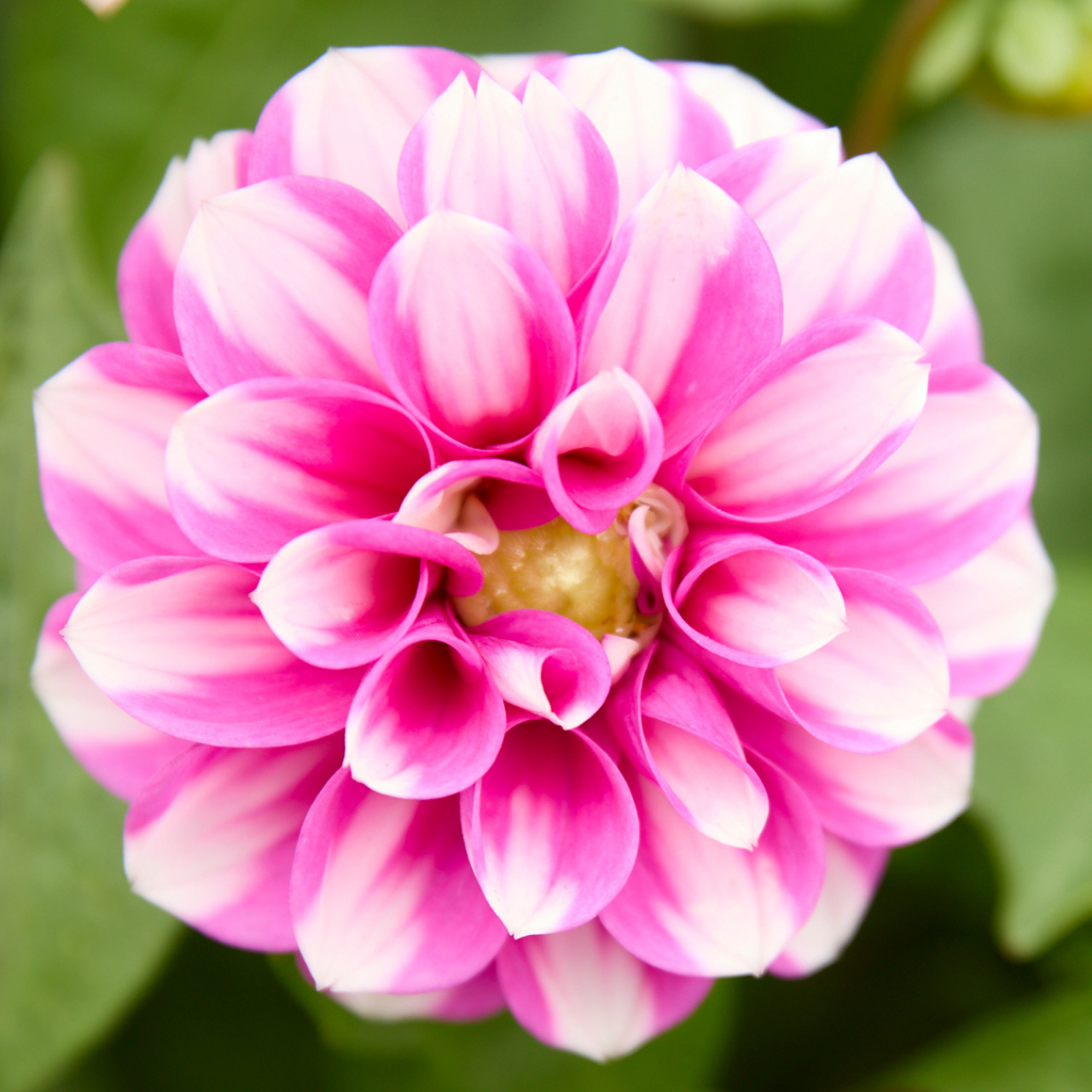 Dahlia Waterlily Priceless Pink & Serkan (4 tubers)