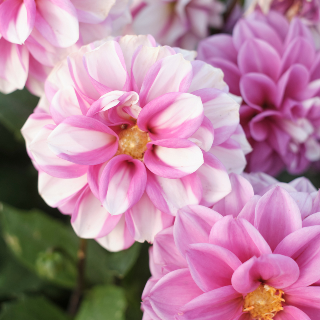 Dahlia Waterlily Priceless Pink & Serkan (4 tubers) - Thumbnail 4