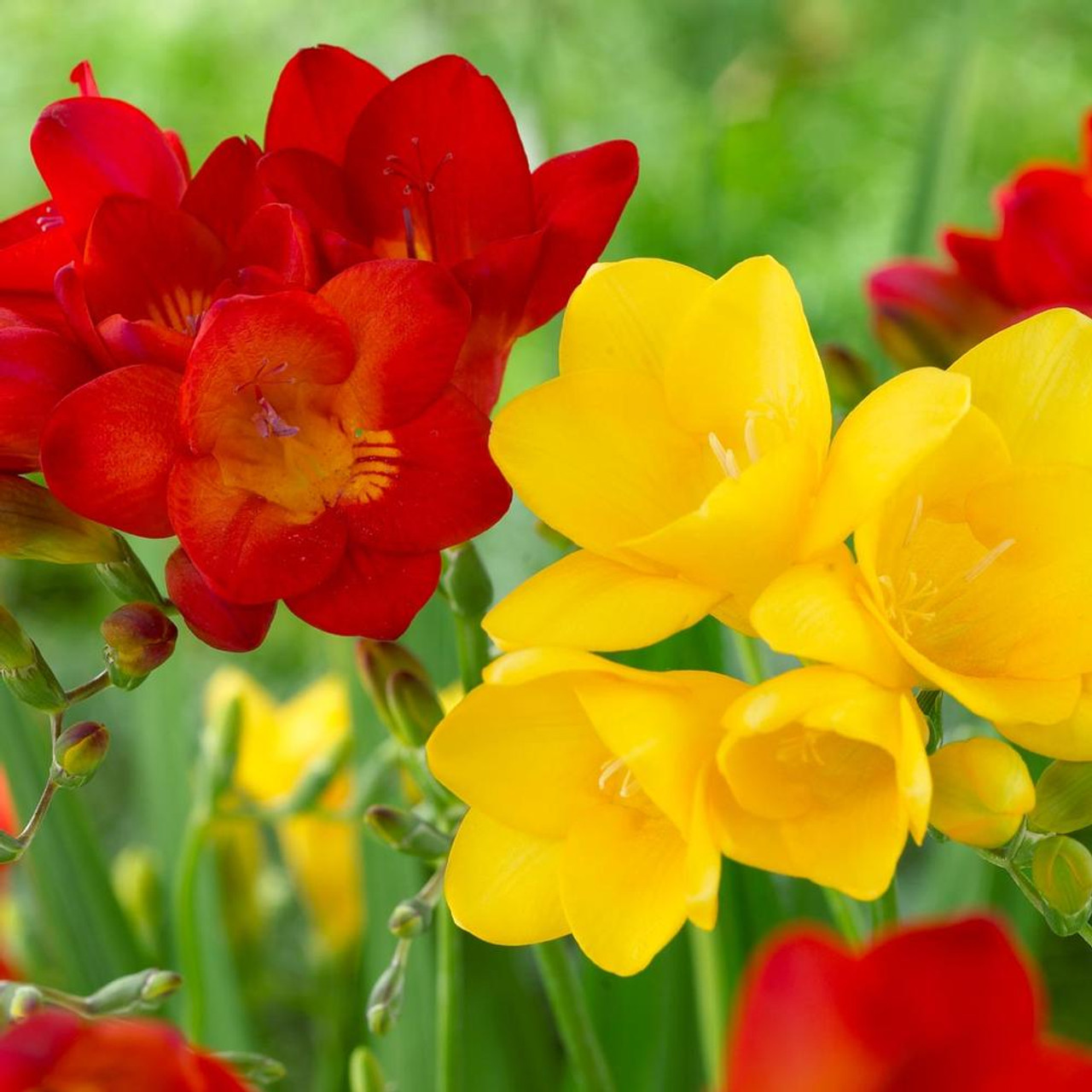 Freesia Single Red & Yellow