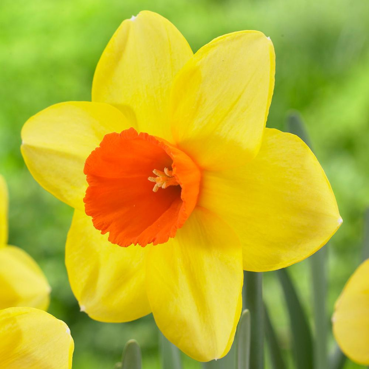 yellow narcissus flower