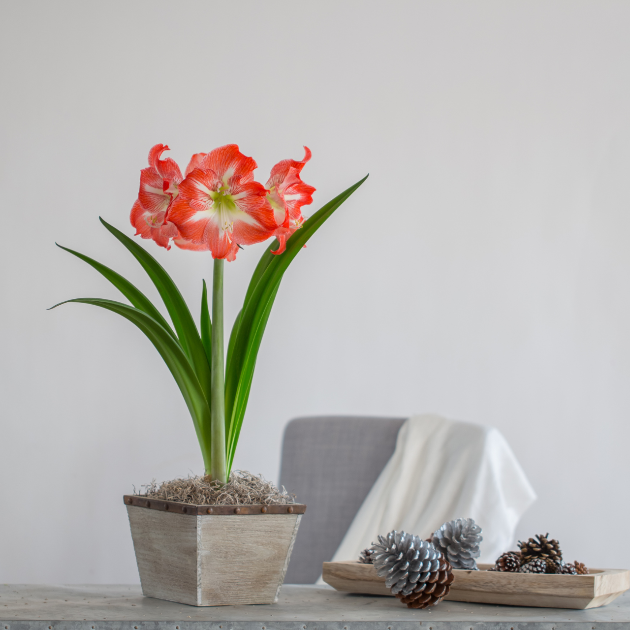 Amaryllis Single Minerva - Thumbnail 2