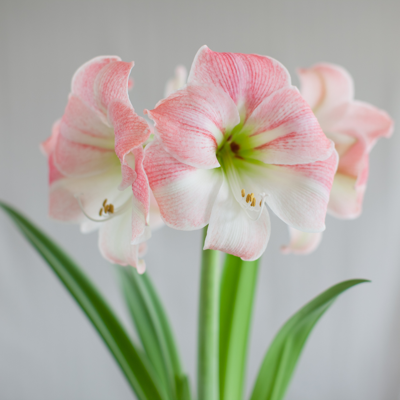 Amaryllis Single Apple Blossom - Thumbnail 2