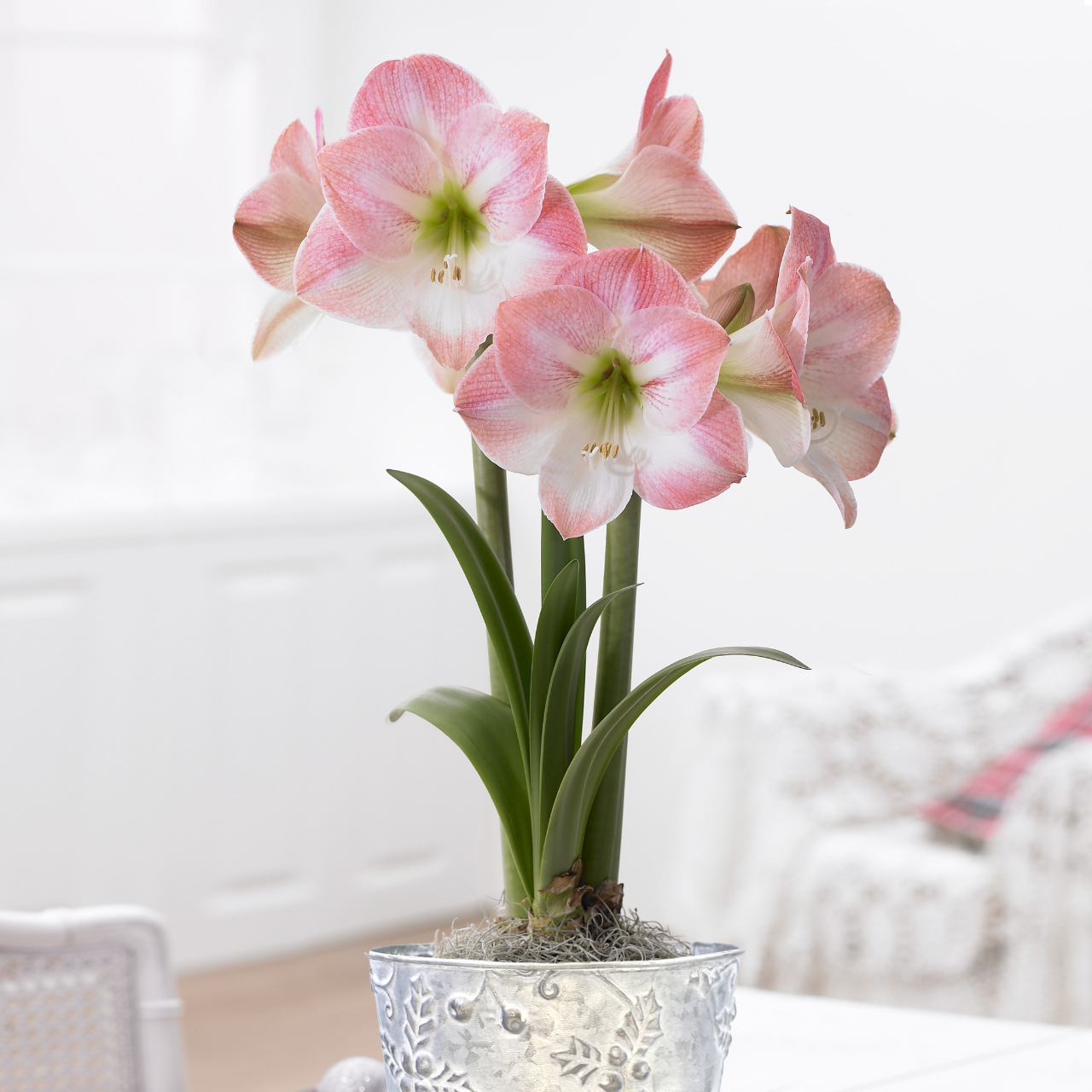 Amaryllis Single Apple Blossom - Thumbnail 5