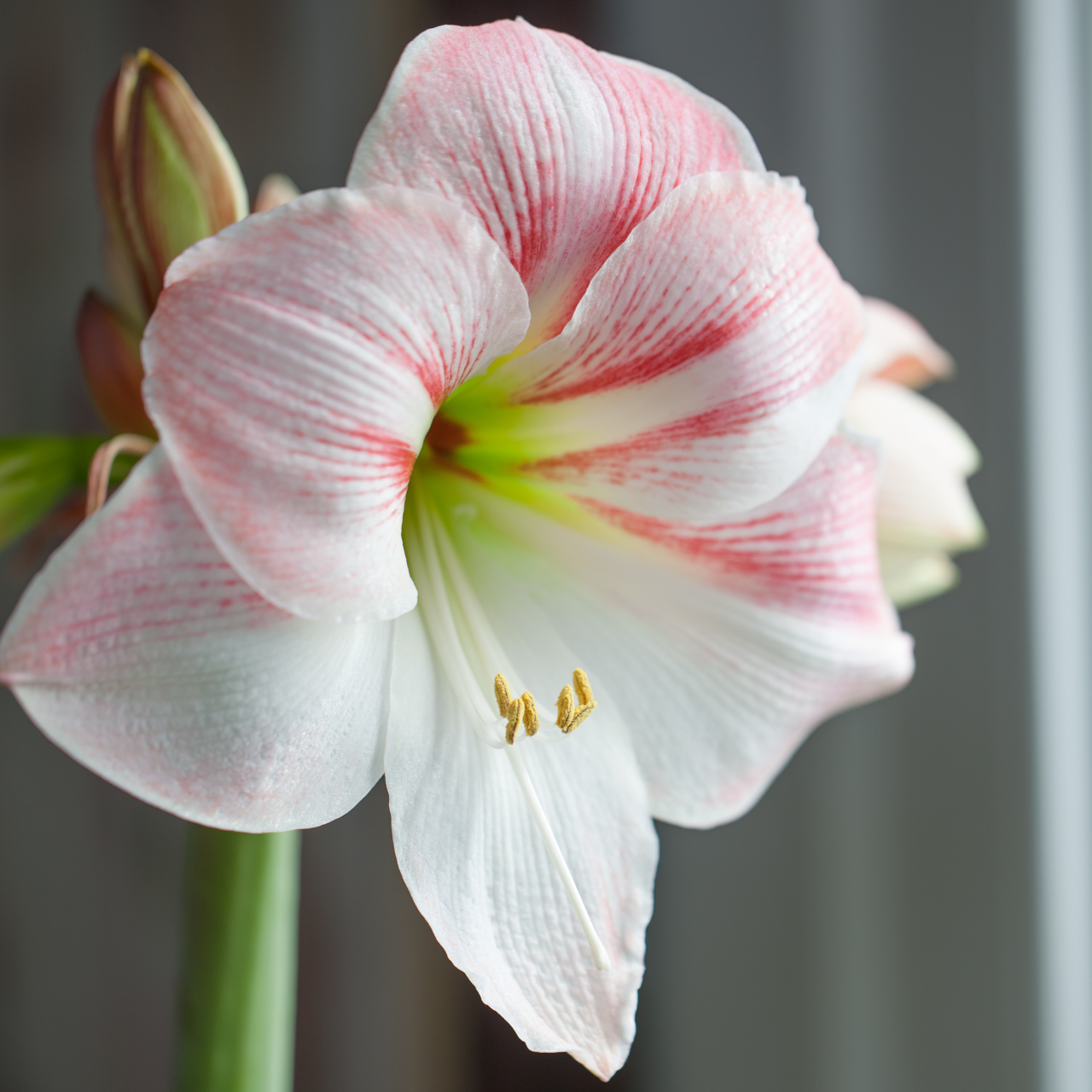 Amaryllis Single Apple Blossom